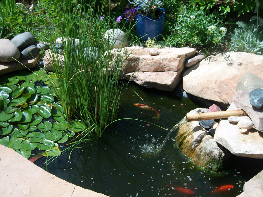 Small Ponds Growing Water Plants In